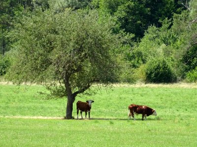 Vaches au pré, Le Pali, commune de Cuebris, Alpes-Maritime… 