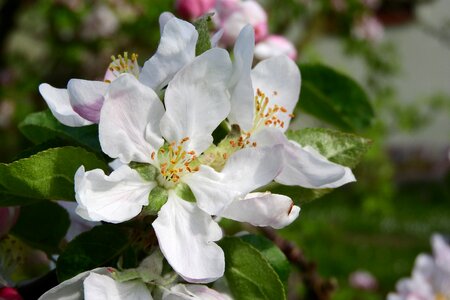 Flower fruit tree flowering tree blooming apple tree
