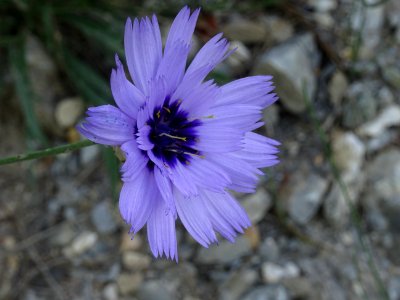 Cupidone bleue, Catananche caerulea, Astéracées 