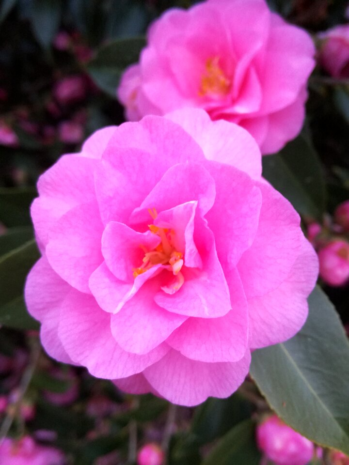 Camelia flowers pink