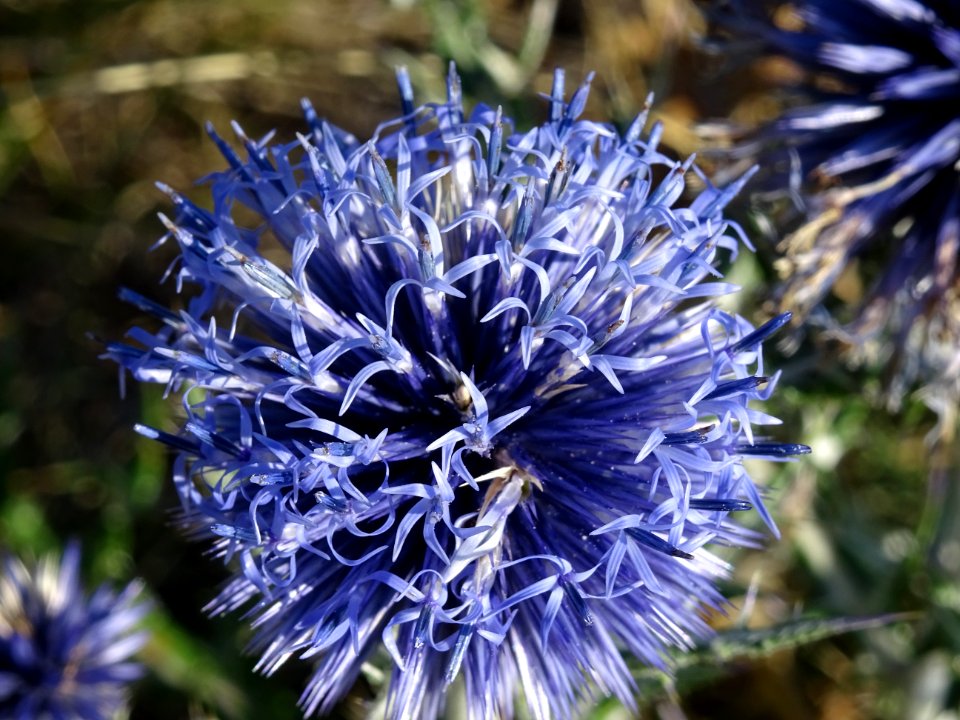 Azurite, Echinops ritro, Astéracées 