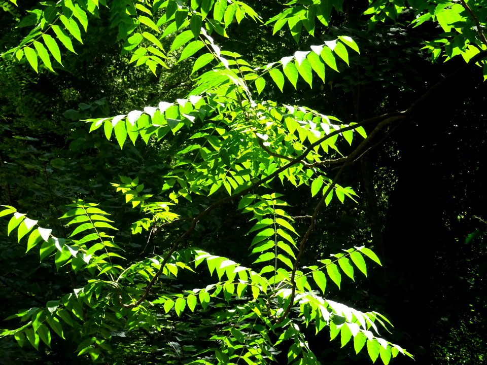 Jeu de lumière ... entre La Roque-en-Provence et Conségude… 