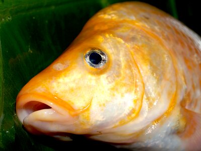 River pike masking