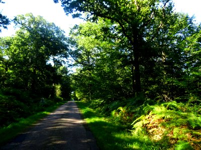 Chênes et fougères, dans la forêt entre Vieux-Bourg et Sai… 