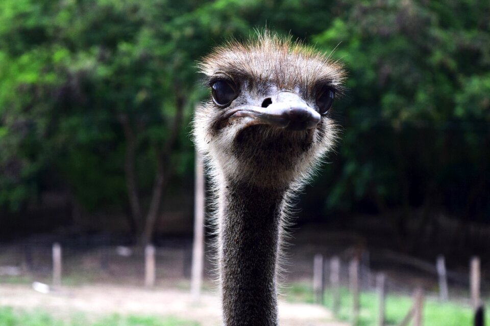 Eye ostrich looking animal