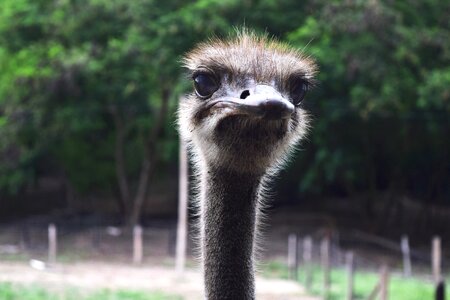 Eye ostrich looking animal