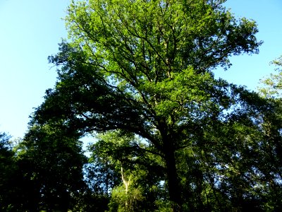 Dans la forêt entre Vieux-Bourg et Saint-Gatien-des-Bois, … 