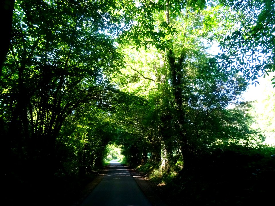 La route comme un tunnel végétal, entre Saint-Gatien-des-B… 