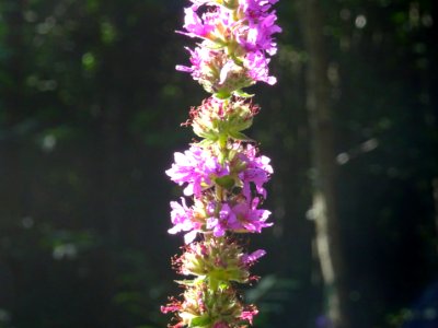 Salicaire, Lythrum salicaria, Lythracées 