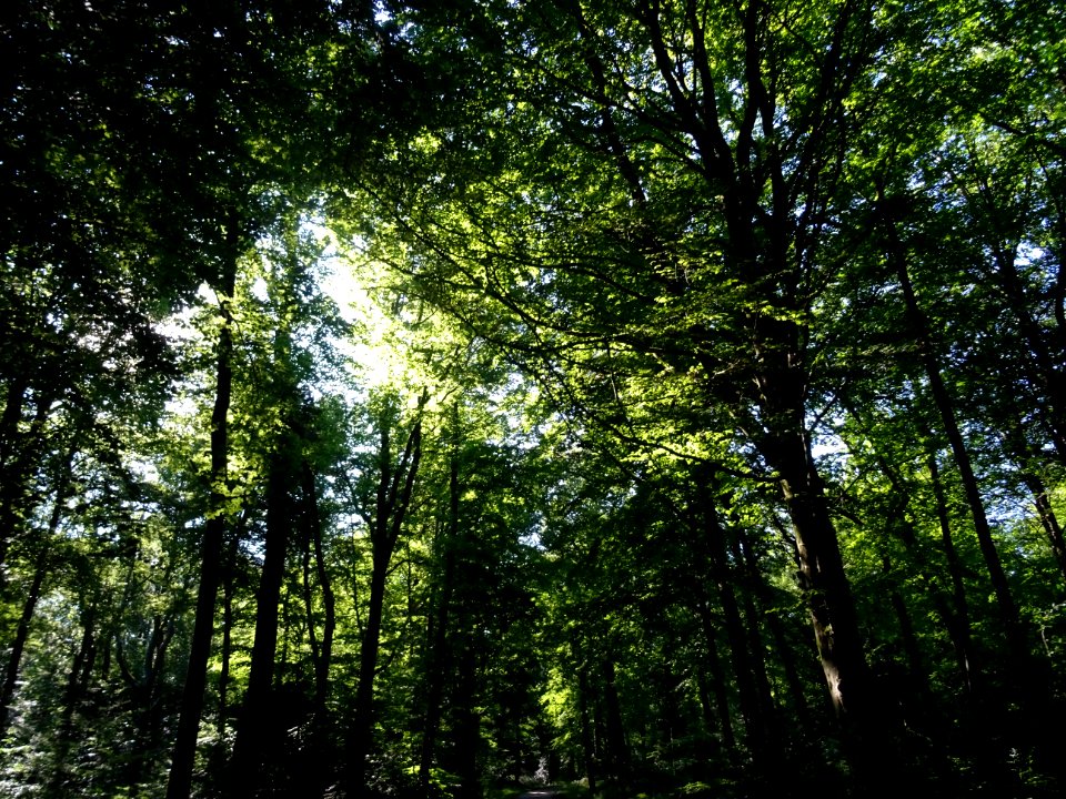 Dans la forêt entre Vieux-Bourg et Saint-Gatien-des-Bois, … 