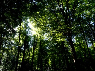 Dans la forêt entre Vieux-Bourg et Saint-Gatien-des-Bois, … 