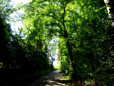 A travers une hêtraie, Livet-sur-Authou, Calvados 
