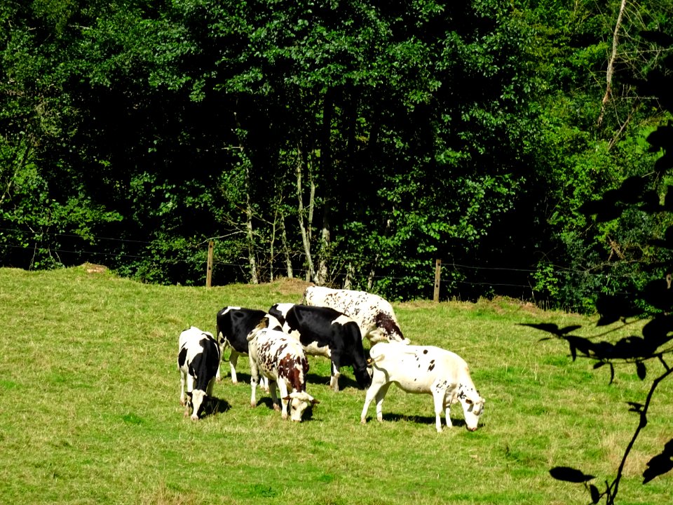 Vaches au pré, Livet-sur-Authou, Calvados 