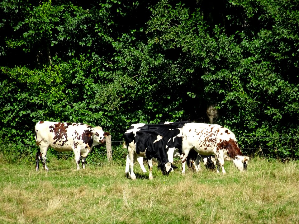 Vaches au pré, Livet-sur-Authou, Calvados 