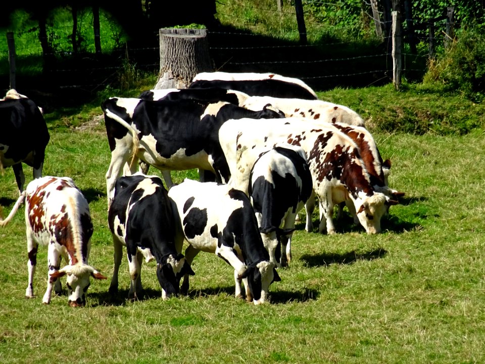 Vaches (ou velles) au pré, Livet-sur-Authou, Calvados 