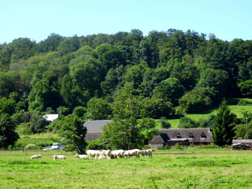 Vaches au pré entre Authou et Livet-sur-Authou, Eure 