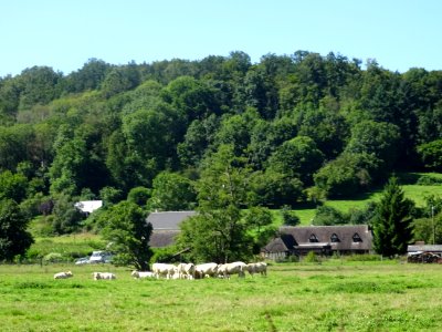 Vaches au pré entre Authou et Livet-sur-Authou, Eure 