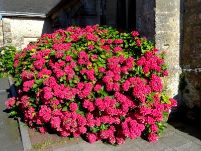 Hortensia à grandes feuilles, Hydrangea macrophylla, Hydra… 