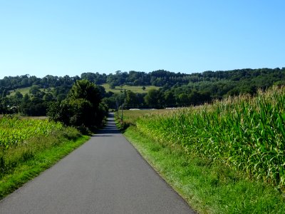 Petite route et champ de maïs, entre Blangy-le-Château et … 
