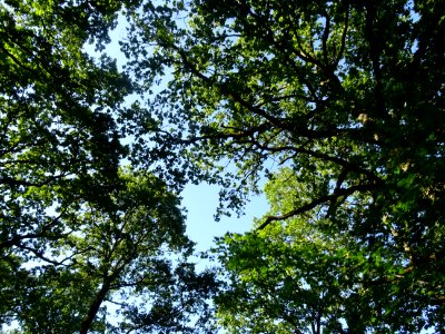 Chênes, dans la forêt entre Vieux-Bourg et Saint-Gatien-de… 