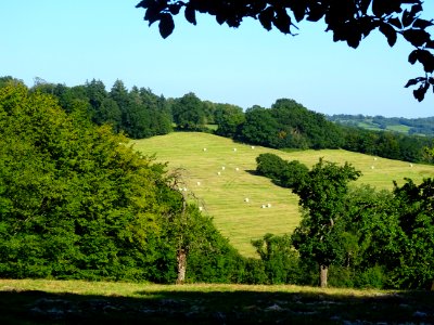 Paysage normand, entre Le Mesnil-sur-Blangy et Vieux-Bourg… 
