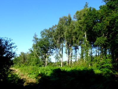 Dans la forêt entre Vieux-Bourg et Saint-Gatien-des-Bois, … 