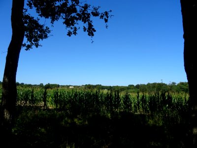 Champ des maïs entre Saint-Benoît-des-Ombres et Saint-Geor… 
