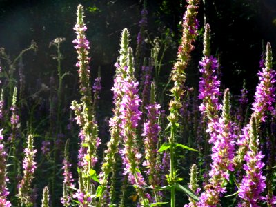 Salicaire, Lythrum salicaria, Lythracées 