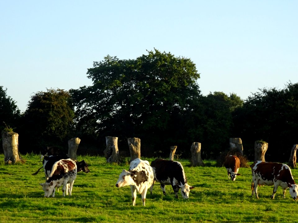 Vaches au pré, avant Bouleville, Eure 
