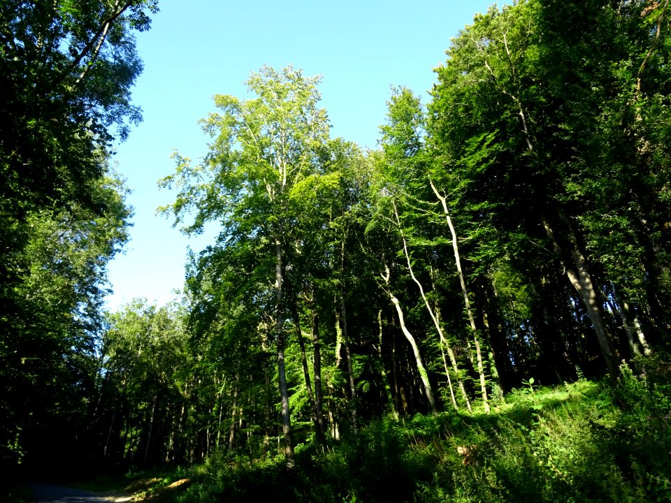 Dans la forêt entre Barneville-la-Bertran et Pennedepie, C… 