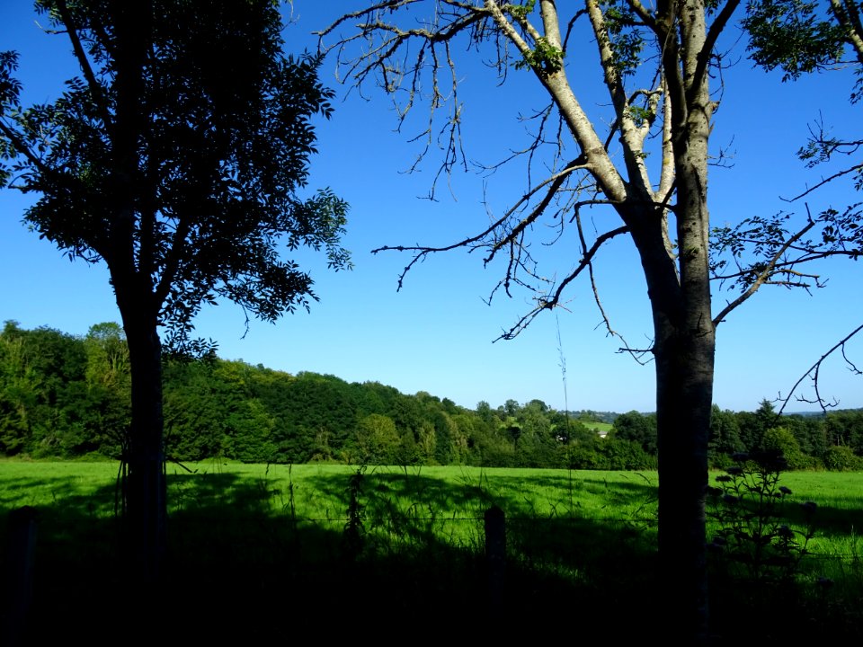 Paysage normand, entre Le Mesnil-sur-Blangy et Vieux-Bourg… 
