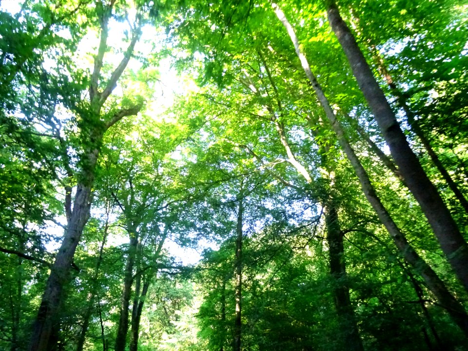 Entre Saint-Gatien-des-Bois et Barneville-la-Bertran, Calv… 