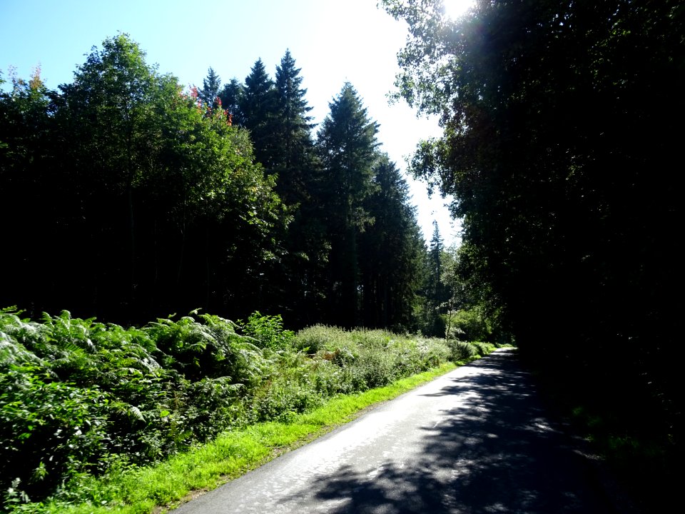Sur une petite route avant Blangy-le-Château, Calvados 