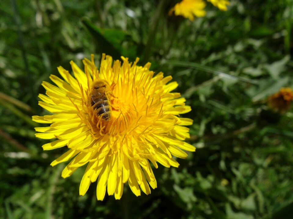 Insect flower blossom