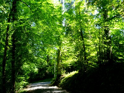 A travers une hêtraie, Livet-sur-Authou, Calvados 
