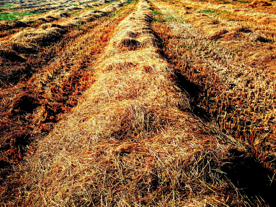 Sun grass road