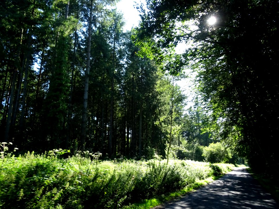 Sur une petite route avant Blangy-le-Château, Calvados 