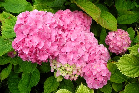 Pink flower pink foliage