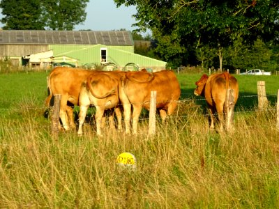 Vaches au pré, Le Mesnil, commune de St Pierre du Val, Cal… 
