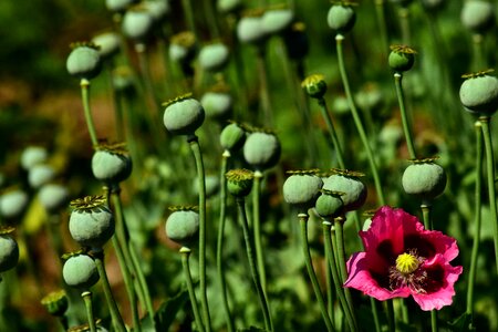 Pink pink poppy poppy flower photo