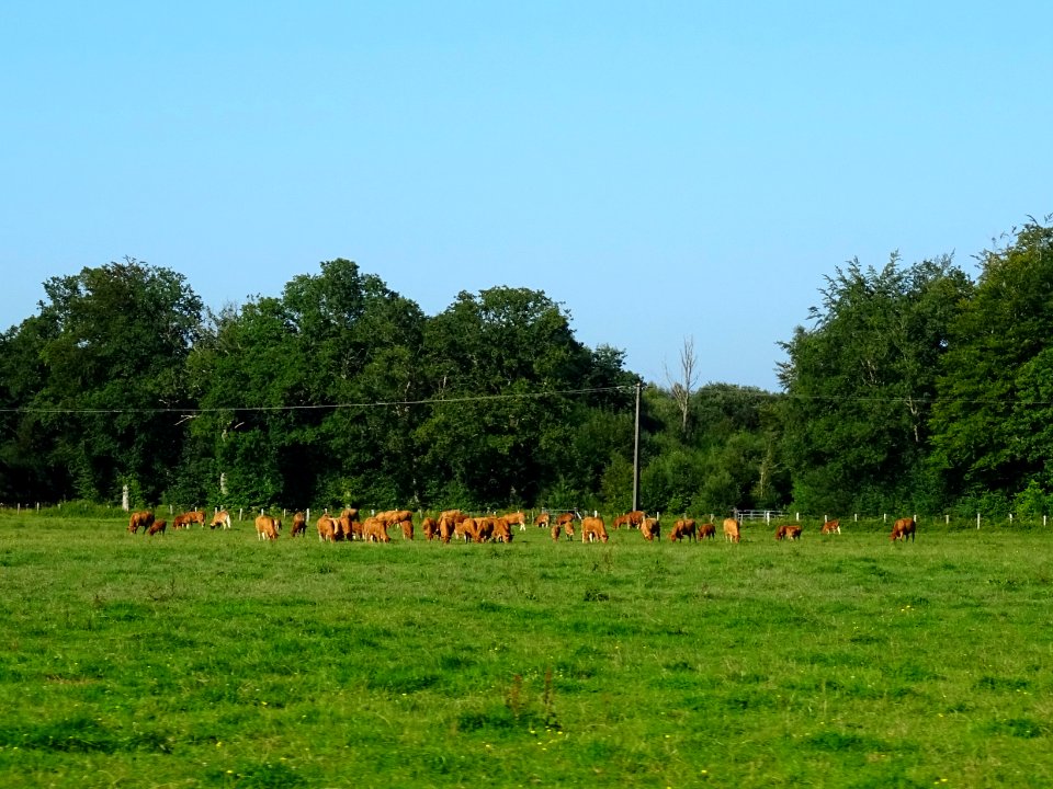 Vaches au pré, avant Saint-Gatien-des-Bois, Calvados 