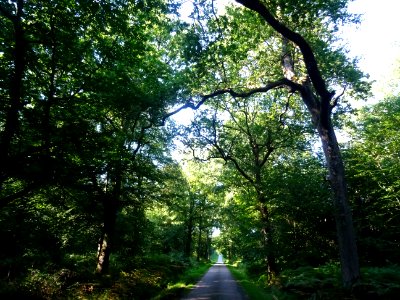 Dans la forêt de chênes entre Vieux-Bourg et Saint-Gatien-… 