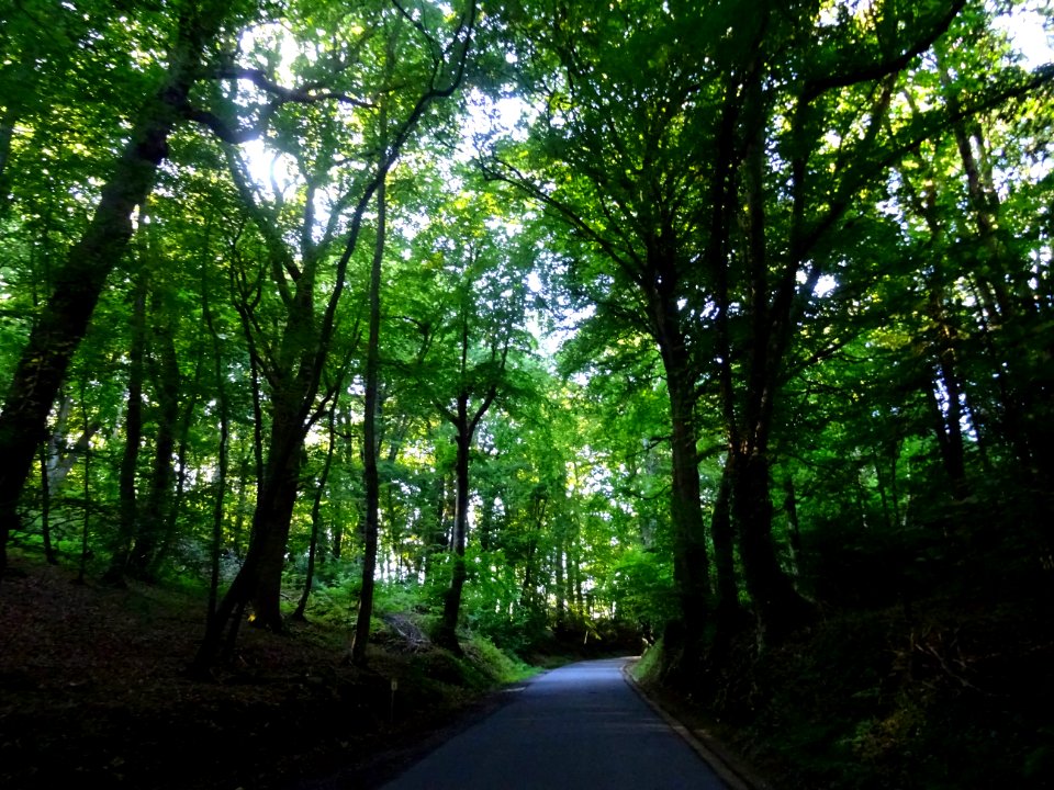 Dans la forêt entre Barneville-la-Bertran et Pennedepie, C… 