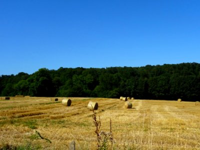 Bottes de foin roulées, entre Saint-Benoît-des-Ombres et S… 