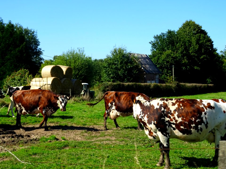 Vaches au pré, après Lieurey, Eure 