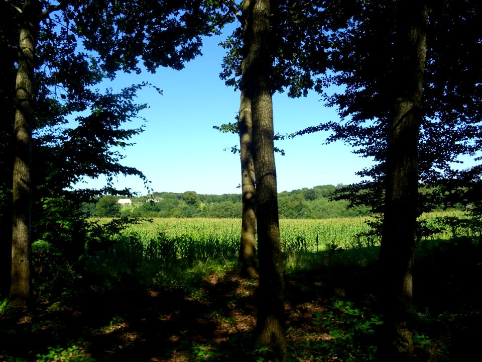 Forêts et champ de maïs, entre Saint-Benoît-des-Ombres et … 