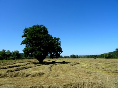 Les andins, travaux des champs, Authou, Eure 
