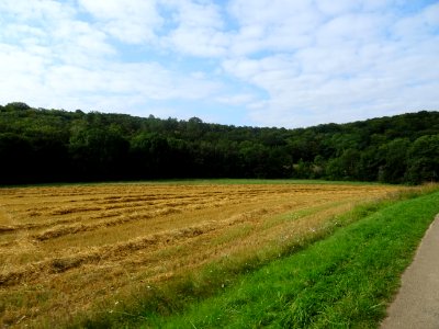 Foin qui sèche en andins entre Voutenay-sur-Cure et Lucy-l… 