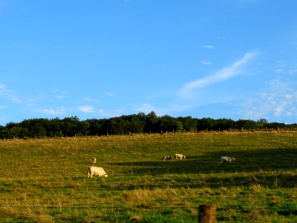 Vaches au pré, entre Santenoge et Auberive, Haute-Marne 