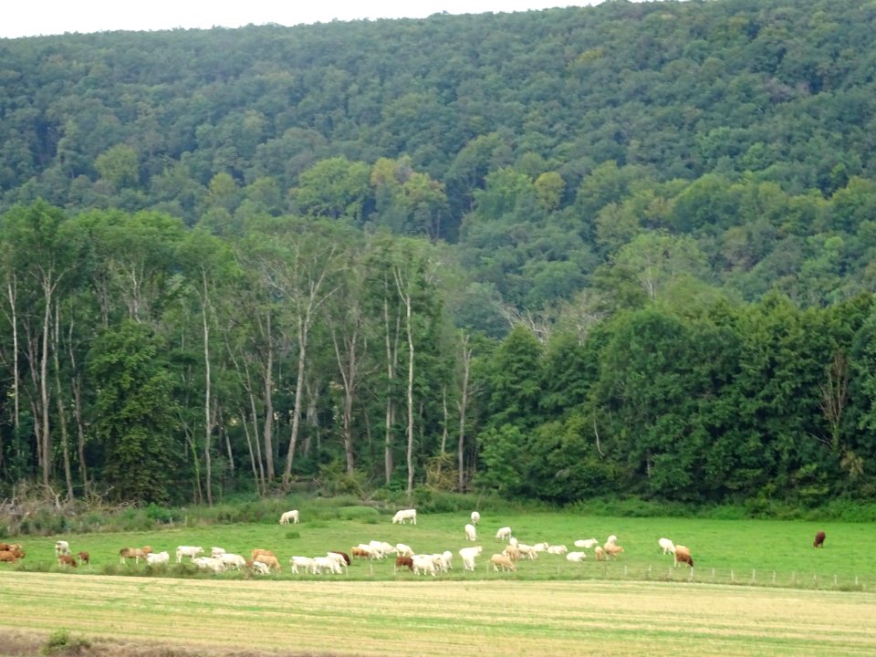 Vaches au pré, Vermenton, Yonne 